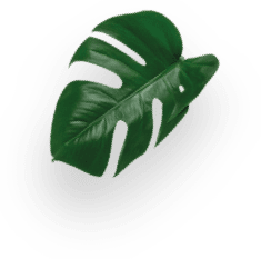 NEO Espresso Sul de Minas Orgânico 10 Cápsulas decoration Image